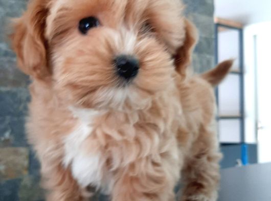 Efsane Güzel Malti̇poo Bebekleri̇ Si̇zleri̇ Bekli̇yor görsel