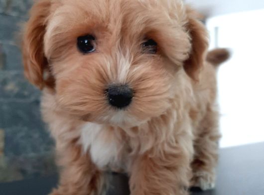 Efsane Güzel Malti̇poo Bebekleri̇ Si̇zleri̇ Bekli̇yor görsel