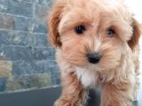 EFSANE GÜZEL MALTİPOO BEBEKLERİ SİZLERİ BEKLİYOR