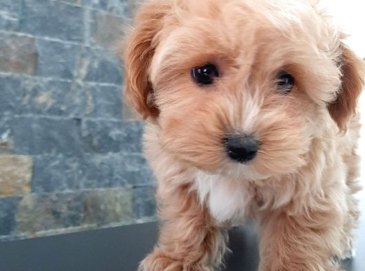 EFSANE GÜZEL MALTİPOO BEBEKLERİ SİZLERİ BEKLİYOR