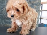 Efsane Güzel Malti̇poo Bebekleri̇ Si̇zleri̇ Bekli̇yor