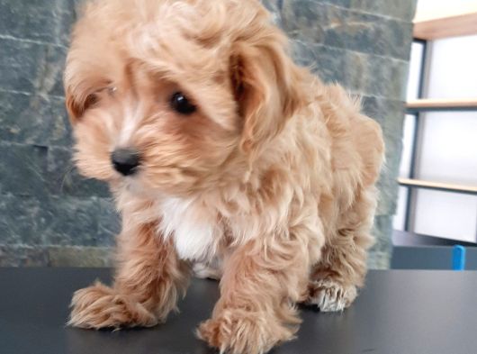 Efsane Güzel Malti̇poo Bebekleri̇ Si̇zleri̇ Bekli̇yor görsel