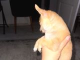 2 Aylık Chihuahua Erkek Yavrusu