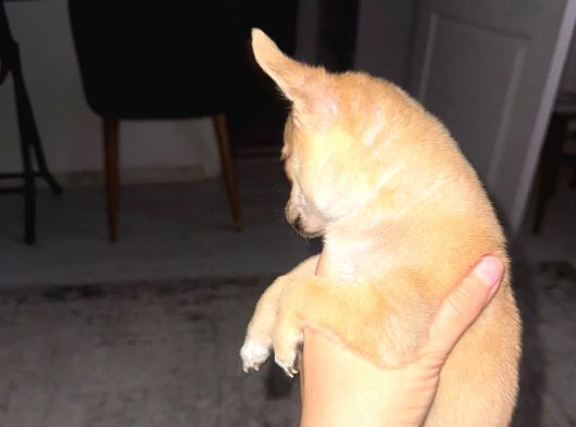 2 Aylık Chihuahua Erkek Yavrusu görsel