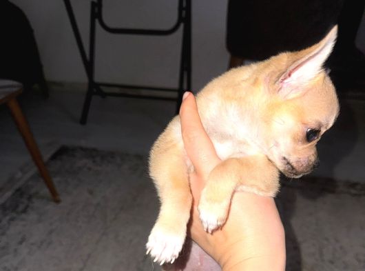 2 Aylık Chihuahua Erkek Yavrusu görsel
