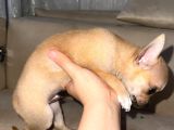 2 Aylık Chihuahua Erkek Yavrusu