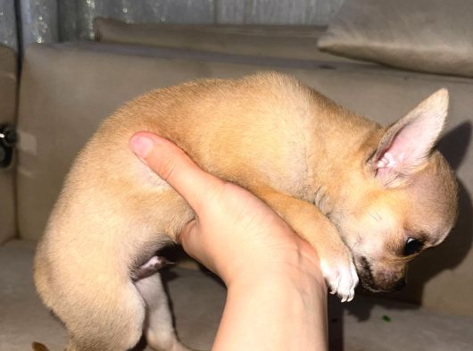 2 Aylık Chihuahua Erkek Yavrusu görsel