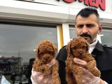 SHOW KALİTE TOY POODLE YAVRULAR GELDİ ANK MAĞAZAMIZDA GÖRÜN