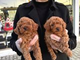 Show Kali̇te Toy Poodle Yavrular Geldi̇ Ank Mağazamizda Görün