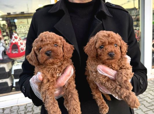 Show Kali̇te Toy Poodle Yavrular Geldi̇ Ank Mağazamizda Görün görsel