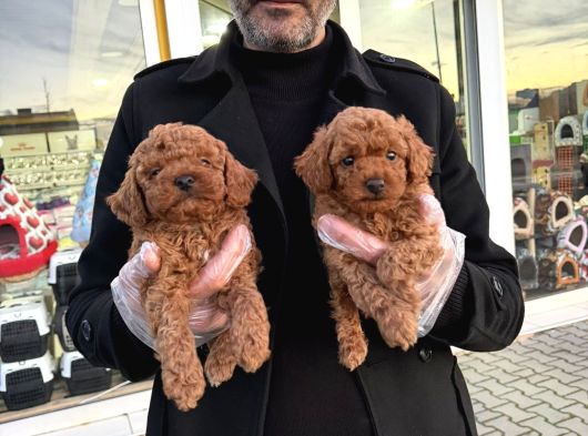 Show Kali̇te Toy Poodle Yavrular Geldi̇ Ank Mağazamizda Görün görsel
