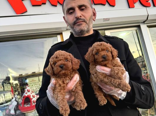 Show Kali̇te Toy Poodle Yavrular Geldi̇ Ank Mağazamizda Görün görsel