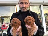 Show Kali̇te Toy Poodle Yavrular Geldi̇ Ank Mağazamizda Görün