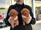 Show Kali̇te Toy Poodle Yavrular Geldi̇ Ank Mağazamizda Görün