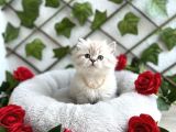 Safkan Longhair Kedilerimiz Yeni Yuvalarını Arıyor