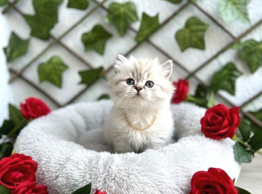 Safkan Longhair Kedilerimiz Yeni Yuvalarını Arıyor görsel