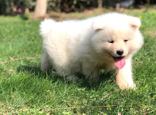Özel Beyaz Japon Akita Yavruları görsel