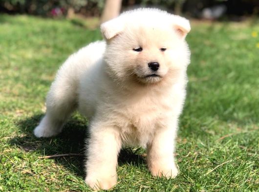 Özel Beyaz Japon Akita Yavruları