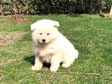 Özel Beyaz Japon Akita Yavruları