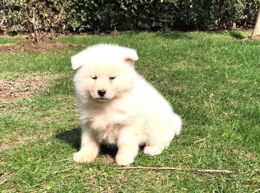Özel Beyaz Japon Akita Yavruları görsel