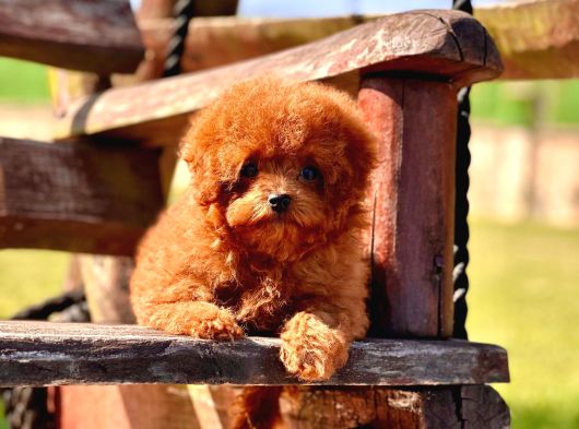 Kurabiye Tadında Poodle Bebeklerimiz