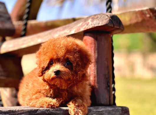 Kurabiye Tadında Poodle Bebeklerimiz görsel
