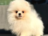 Safkan Pomenerian Boo Yavrularımız