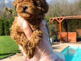 Türkiyenin En Özel Red Poodle Yavruları