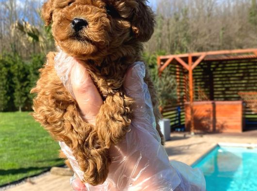 Türkiyenin En Özel Red Poodle Yavruları görsel