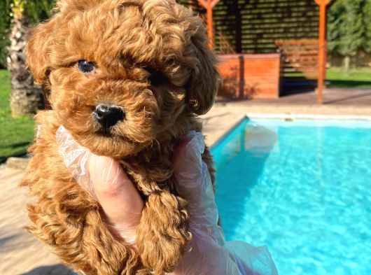 Türkiyenin En Özel Red Poodle Yavruları görsel