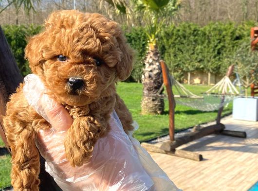 Türkiyenin En Özel Red Poodle Yavruları görsel