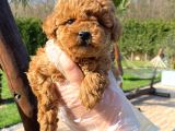 Türkiyenin en Özel Red Poodle yavruları
