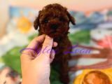 TINY BOYUT KORE POODLE DİŞİ