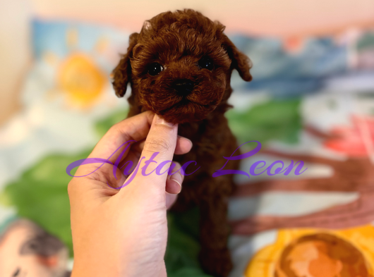Tiny Boyut Kore Poodle Di̇şi̇