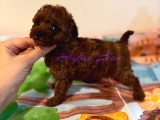 Tiny Boyut Kore Poodle Di̇şi̇