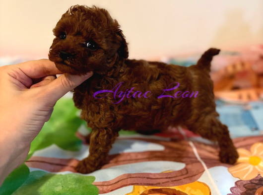 Tiny Boyut Kore Poodle Di̇şi̇ görsel