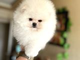 SHOW KLAS MUHTEŞEM POMERANİAN BOO