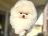 Show Klas Muhteşem Pomerani̇an Boo