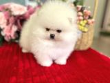 Show Klas Muhteşem Pomerani̇an Boo