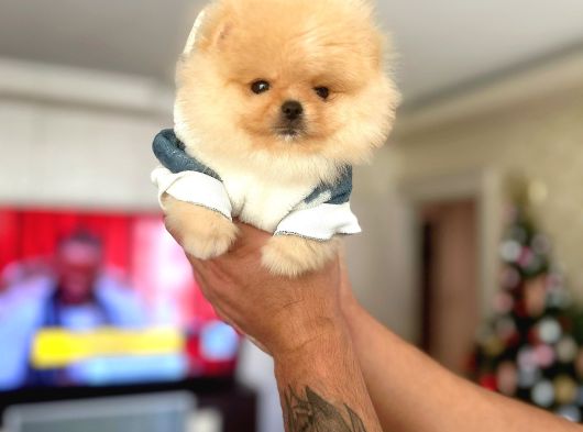 Bal Gi̇bi̇ Mi̇ni̇ Boy Ayicik görsel