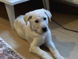 3 Aylık Golden Retriever Yavrusu