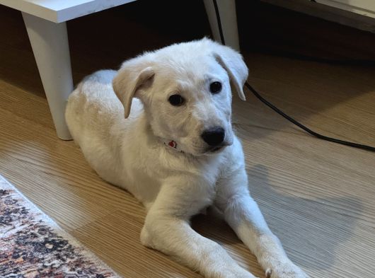 3 Aylık Golden Retriever Yavrusu görsel