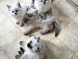 Safkan Çok Tatlı Tüy Yumakları British Longhair Bebekler