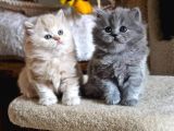 Safkan Çok tatlı tüy yumakları british longhair bebekler