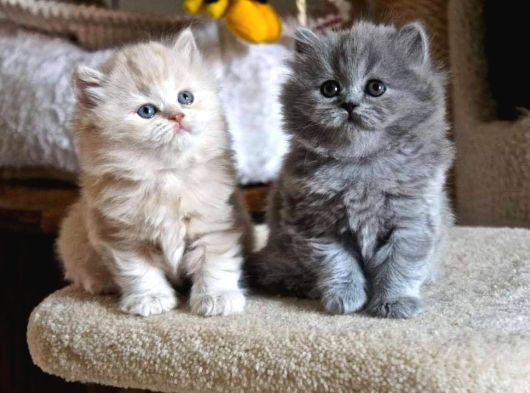 Safkan Çok Tatlı Tüy Yumakları British Longhair Bebekler