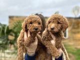 Show Kaliteye Uygun Dev Poodle Yavrular