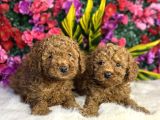 Aile evinden toy poodle yavrular