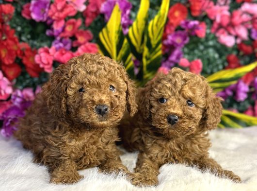 Aile Evinden Toy Poodle Yavrular