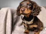 Çikolata Tan Longhair Dachund Yavrular