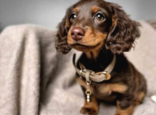 Çikolata Tan Longhair Dachund Yavrular görsel